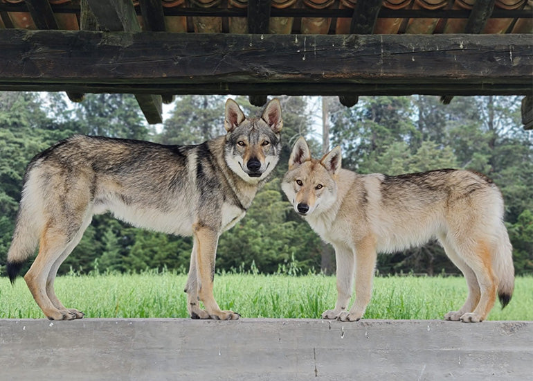 Perros y lobos: parecidos y diferencias
