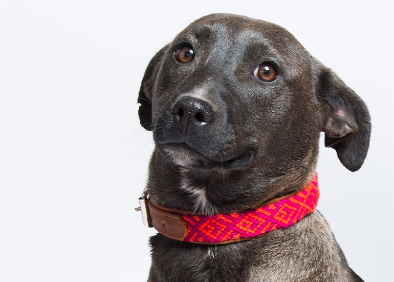 ¿Qué es mejor para un cachorro arnés o collar?