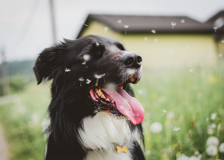 ¿Qué pasa con los perros en primavera? 7 hábitos para cuidar al tuyo