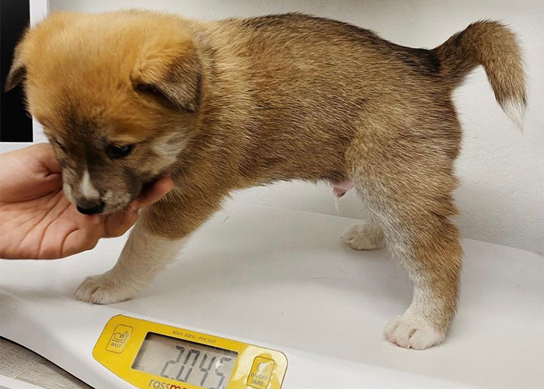 ¿Cada cuánto tiempo debes llevar a tu perro al veterinario a revisión?