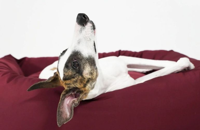 Camas para perros grandes: Todo lo que necesitas para elegir la mejor - CANUTO