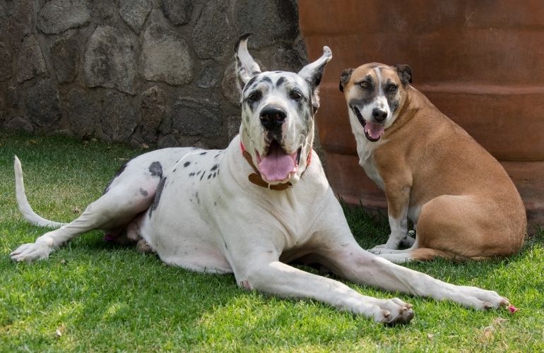 Cómo le enseño a mi perro a hacer sus necesidades afuera - CANUTO