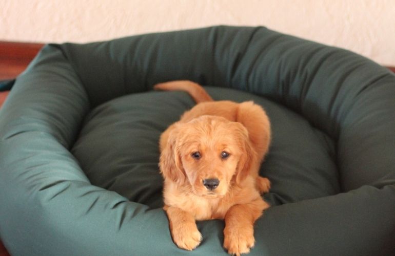 Cómo lavar una cama para perro - CANUTO