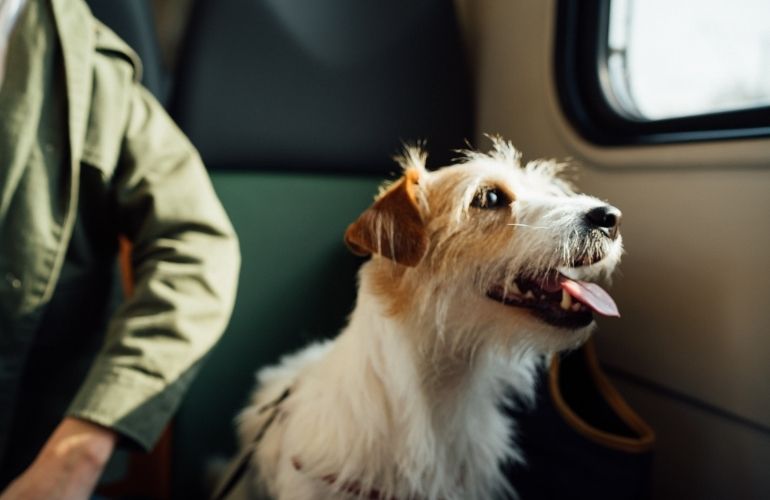 Cómo viajar en avión con un perro - CANUTO