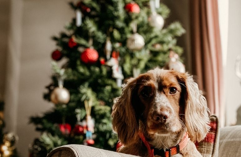 Consejos para cuidar a tu mascota durante las fiestas decembrinas