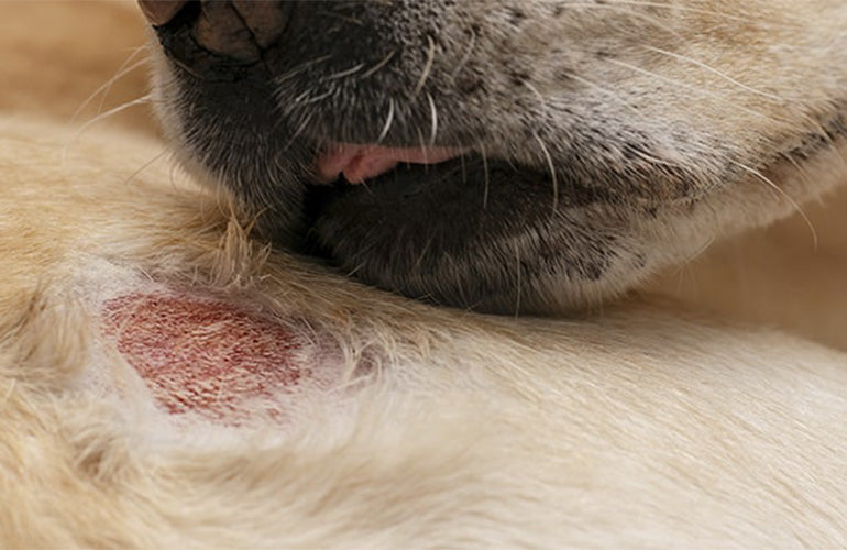Dermatitis en perros ¿Qué es y cómo tratarla? - CANUTO