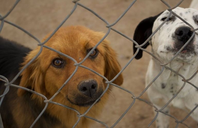 6 formas en las que puedes ayudar a los perros callejeros