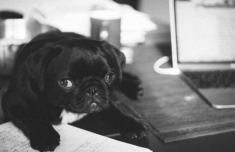¿Cómo hacer home office en compañía de tu perro?