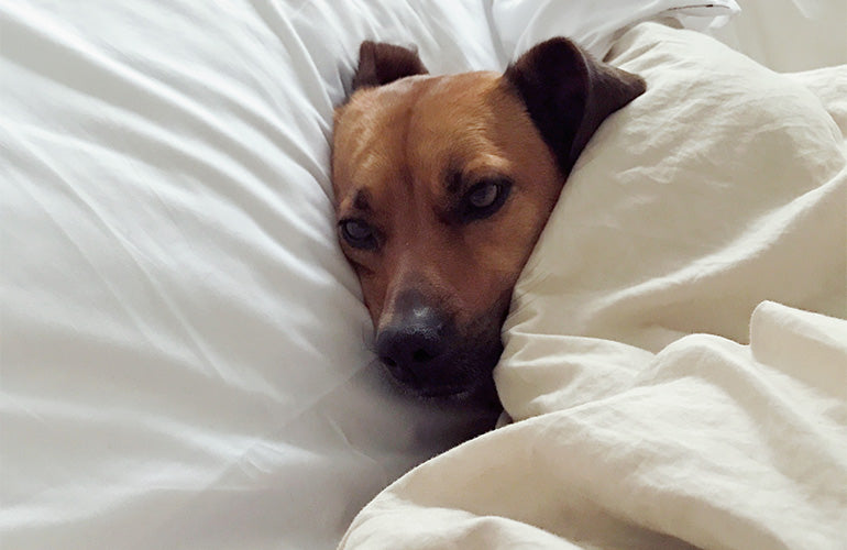 ¿Cómo proteger a los perros del frío? - CANUTO