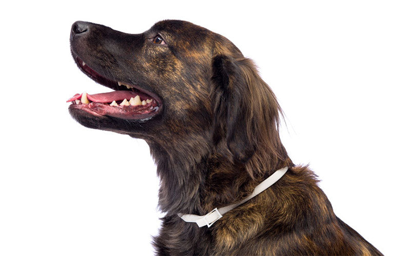 Pros y contras del collar antipulgas para perros - CANUTO