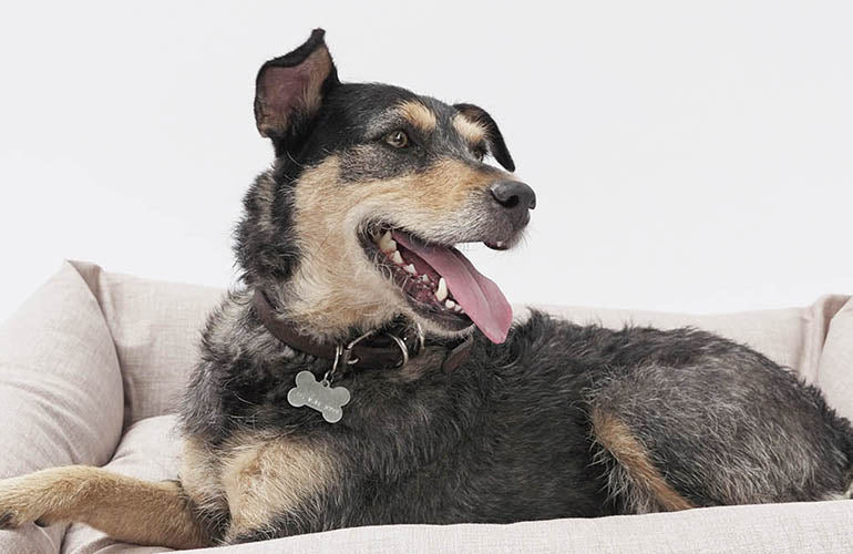 ¿Por qué son importantes las placas personalizadas para perro? - CANUTO