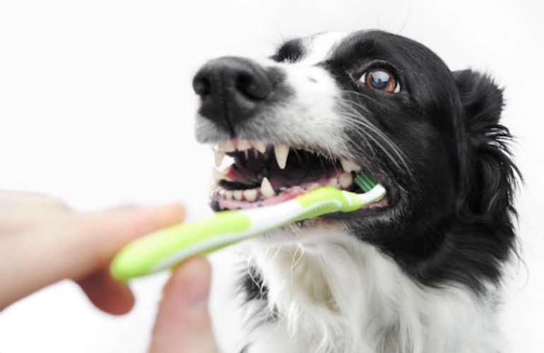 Como lavar los dientes de mi perro sin que me muerda