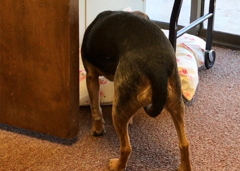 ¿Por qué mi perro esconde la cola?