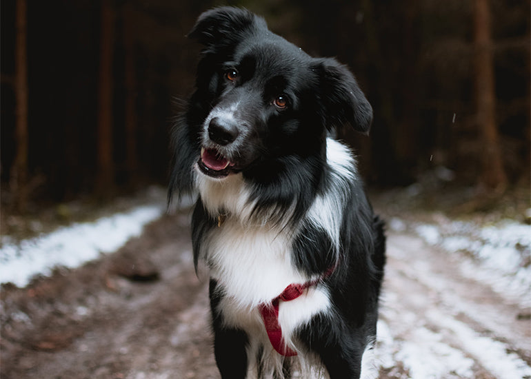 ¿Por qué mi perro tiembla como si tuviera frío? 7 posibles razones