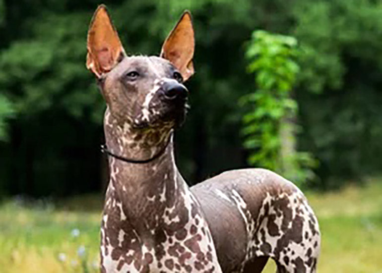 La leyenda del Xoloitzcuintle, el perro azteca