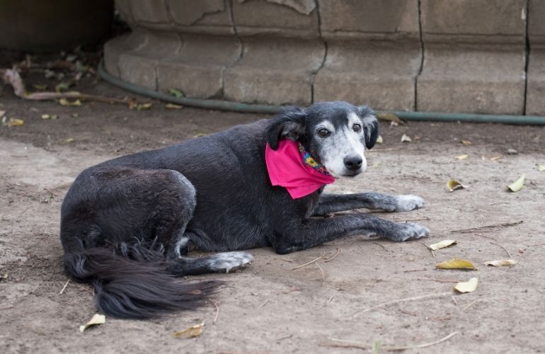 Cómo mantener a tu perro limpio sin tener que bañarlo