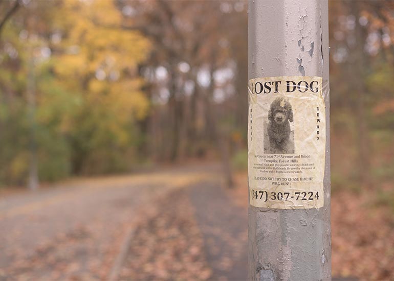 7 consejos para evitar que tu perro se pierda - CANUTO
