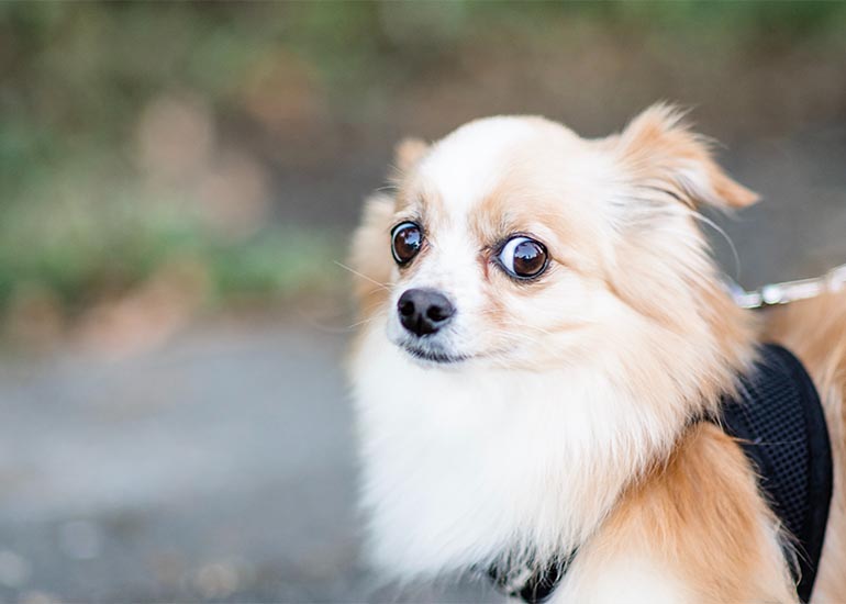 Perros asustadizos: ¿Cómo puedes ayudarlos? - CANUTO