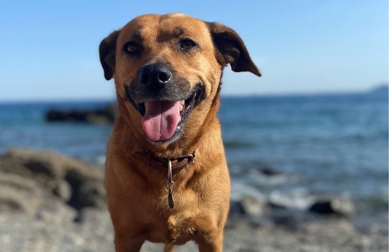 Lo que necesitas saber para ir a la playa con tu perro - CANUTO