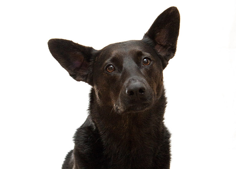 8 Datos curiosos sobre las orejas de nuestros perros ¿sabías que tienen 18 músculos en cada una?