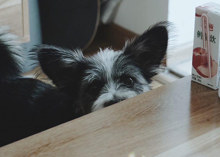 ¿Qué hacer para que tu perro no pida comida de la mesa?