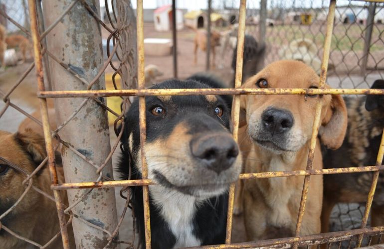 ¿Por qué es mejor adoptar que comprar perros? - CANUTO