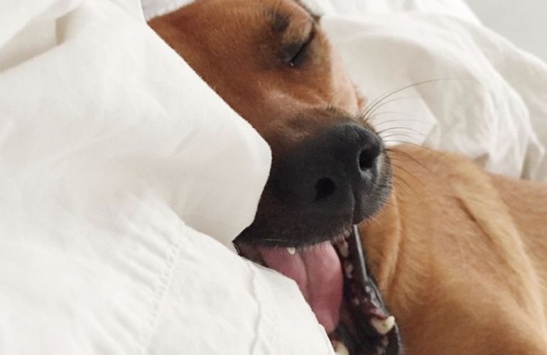 Pros y contras de dejar que tu perro duerma en tu cama
