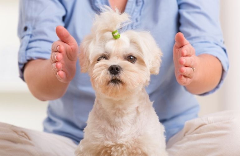 Reiki para perros ¿en qué consiste? - CANUTO