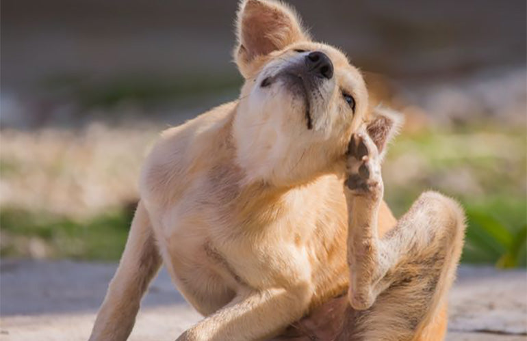 6 tipos de antiparasitarios para perros - CANUTO