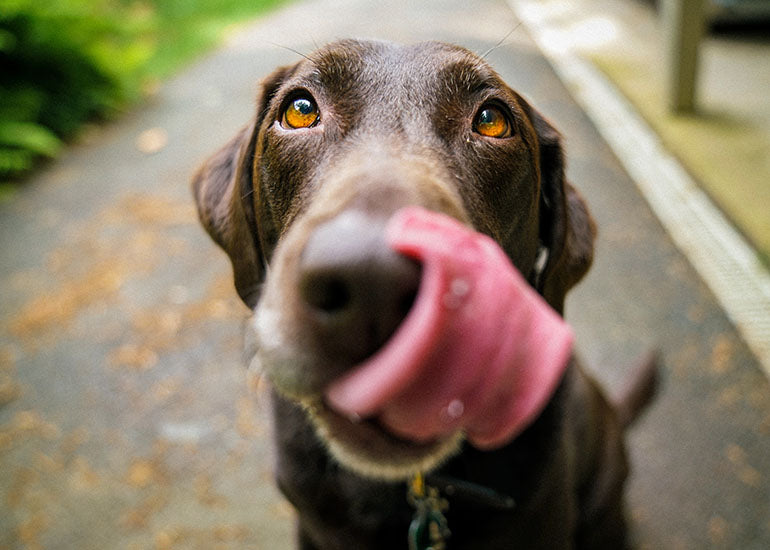 5 ideas de snacks caseros para consentir a tu perro