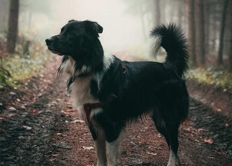 ¿Por qué los perros mueven la cola? 7 motivos que te sorprenderán