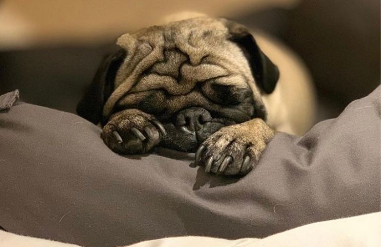 ¿Cuánto debe dormir mi perro?