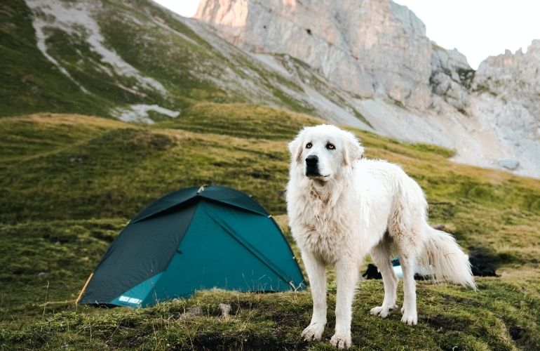 Tips para ir a acampar con tu perro - CANUTO