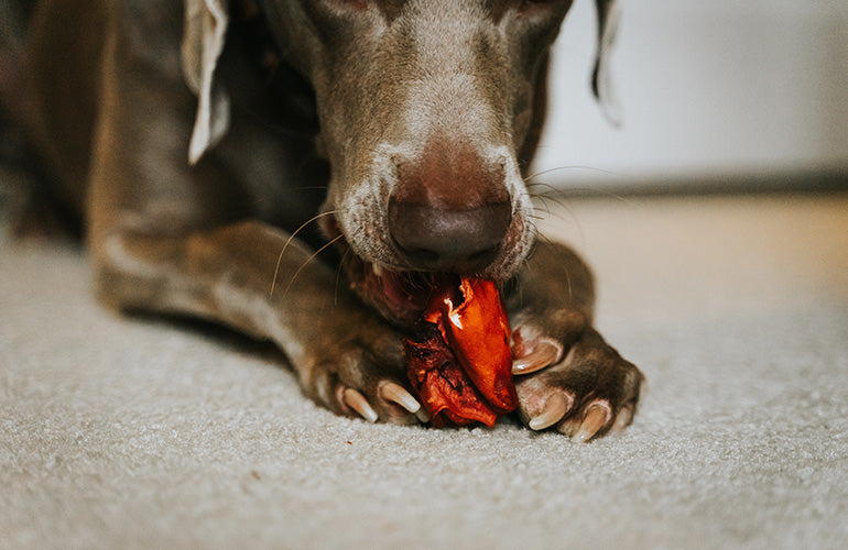 Tips para cortarle las uñas a tu perro sin lastimarlo - CANUTO