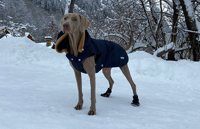 ¿Cuándo son útiles los zapatos para perros? - CANUTO
