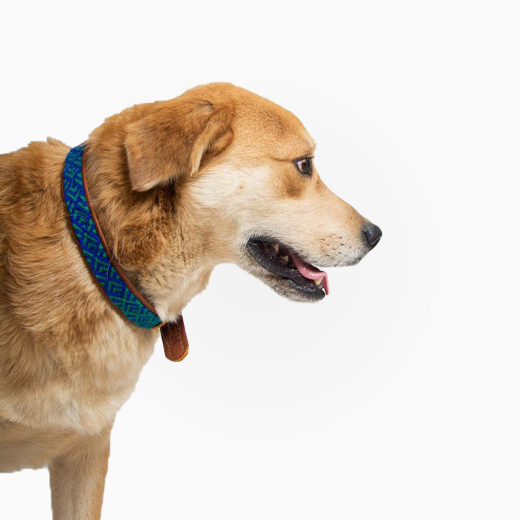 Collares para Perros - Artesanales - Color Verde/Azul